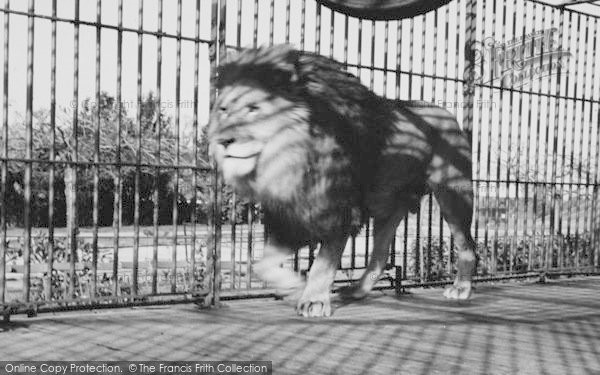Photo of Chessington, Zoo, The Lion c.1965