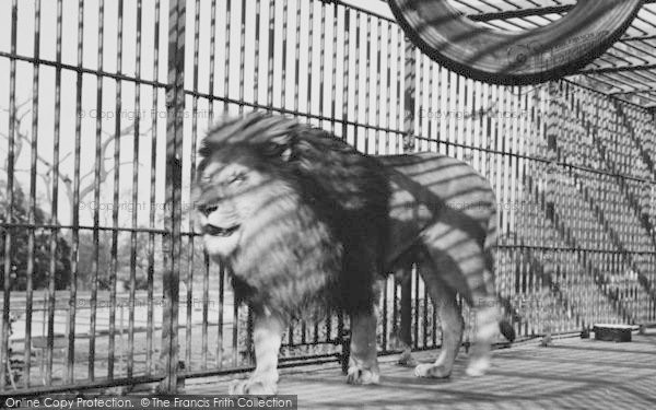 Photo of Chessington, Zoo, The Lion c.1965