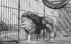 Zoo, The Lion c.1965, Chessington