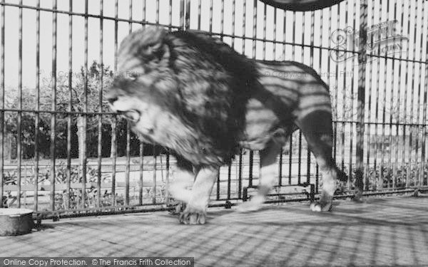 Photo of Chessington, Zoo, The Lion c.1965