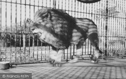 Zoo, The Lion c.1965, Chessington