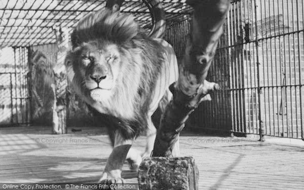 Photo of Chessington, Zoo, The Lion c.1965