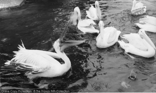 Photo of Chessington, Zoo, The Pelican c.1965