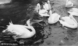 Zoo, The Pelican c.1965, Chessington