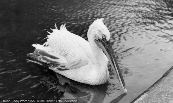 Photo of Chessington, Zoo, The Pelican c.1965