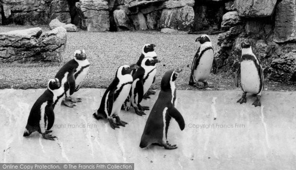 Photo of Chessington, Zoo, The Penguin Pool c.1965