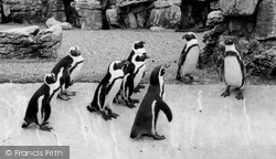 Zoo, The Penguin Pool c.1965, Chessington