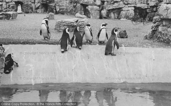 Photo of Chessington, Zoo, The Penguins c.1965