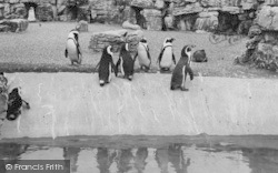 Zoo, The Penguins c.1965, Chessington