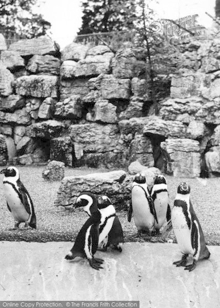 Photo of Chessington, Zoo, The Penguins c.1965