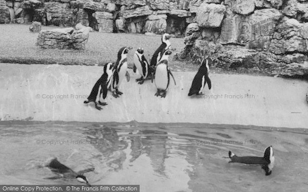 Photo of Chessington, Zoo, The Penguins c.1965