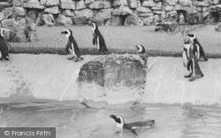 Zoo, The Penguins c.1965, Chessington