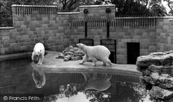 Zoo, The Polar Bear Pool c.1965, Chessington