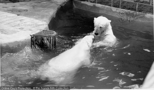 Photo of Chessington, Zoo, The Polar Bear Pool c.1965