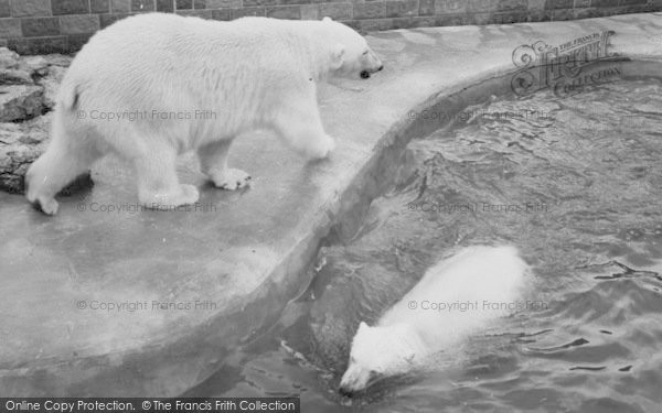 Photo of Chessington, Zoo, The Polar Bear Pool c.1965