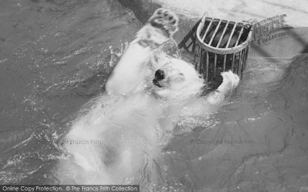 Photo of Chessington, Zoo, The Polar Bear Pool c.1965