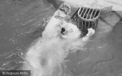 Zoo, The Polar Bear Pool c.1965, Chessington