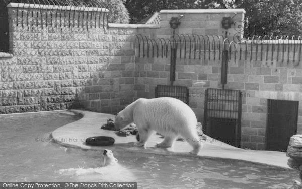 Photo of Chessington, Zoo, The Polar Bears c.1965