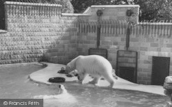 Zoo, The Polar Bears c.1965, Chessington