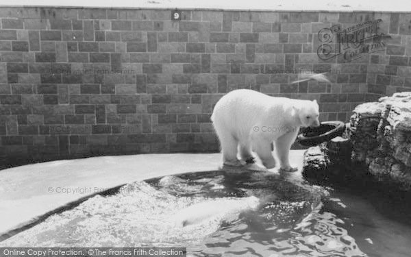 Photo of Chessington, Zoo, The Polar Bears c.1965