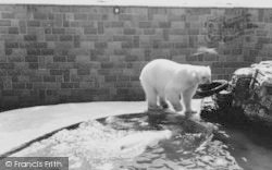 Zoo, The Polar Bears c.1965, Chessington