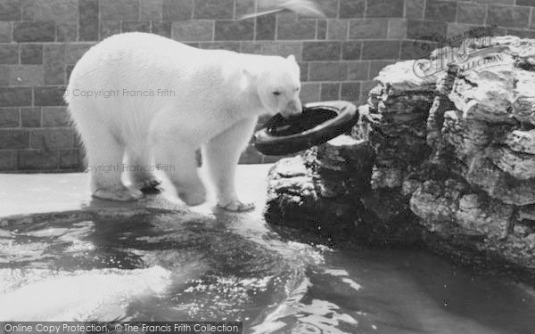 Photo of Chessington, Zoo, The Polar Bears c.1965