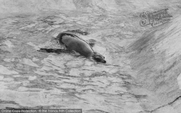 Photo of Chessington, Zoo, The Seal c.1965