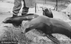 Zoo, The Seals c.1965, Chessington