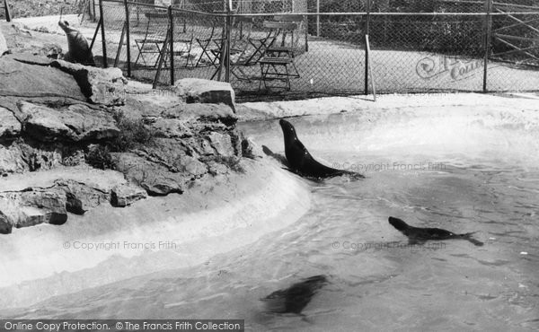 Photo of Chessington, Zoo, The Seals c.1965