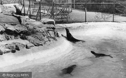 Zoo, The Seals c.1965, Chessington