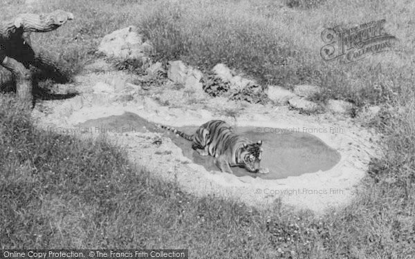 Photo of Chessington, Zoo, The Tiger c.1965