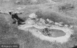 Zoo, The Tiger c.1965, Chessington