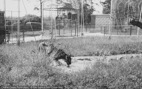 Photo of Chessington, Zoo, The Tiger c.1965