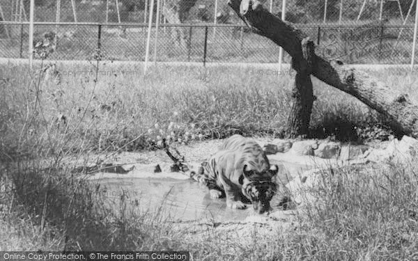 Photo of Chessington, Zoo, The Tiger c.1965