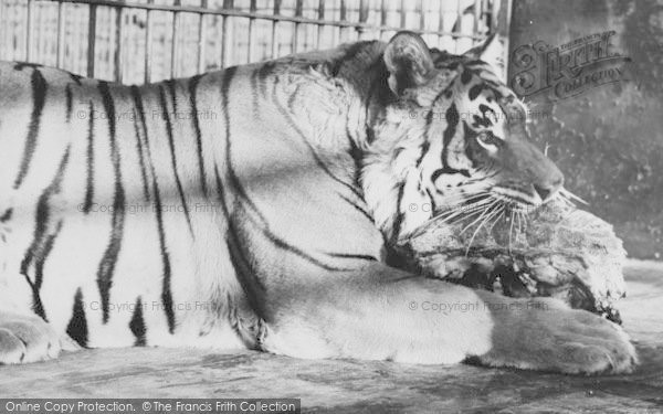 Photo of Chessington, Zoo, The Tiger c.1965