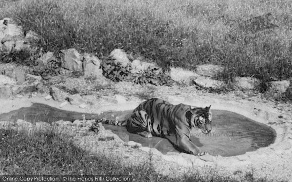 Photo of Chessington, Zoo, The Tiger c.1965