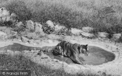 Zoo, The Tiger c.1965, Chessington