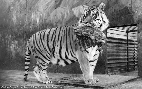 Photo of Chessington, Zoo, Tiger c.1965