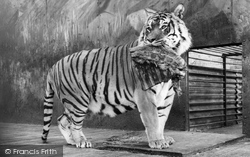 Zoo, Tiger c.1965, Chessington