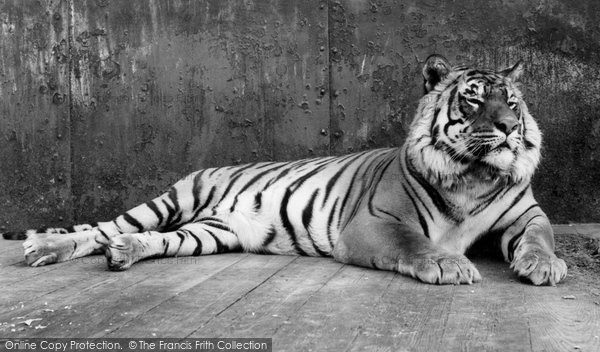 Photo of Chessington, Zoo, Tiger c.1965 - Francis Frith