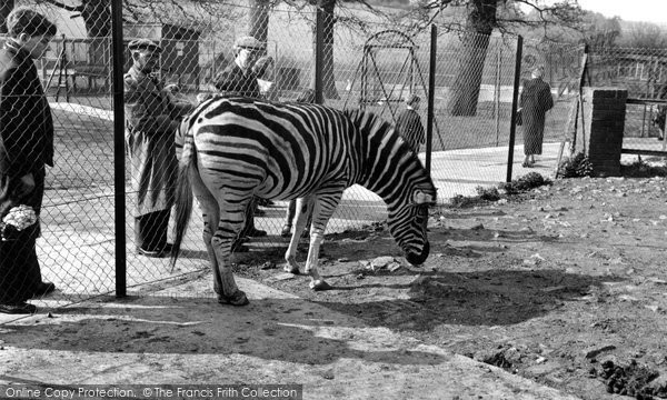 Photo of Chessington, Zoo, Zebra 1952