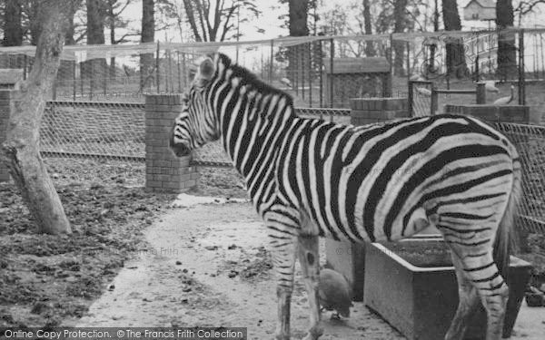 Photo of Chessington, Zoo, Zebra c.1951