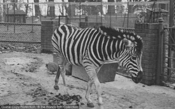 Photo of Chessington, Zoo, Zebra c.1951