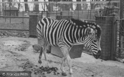 Zoo, Zebra c.1951, Chessington