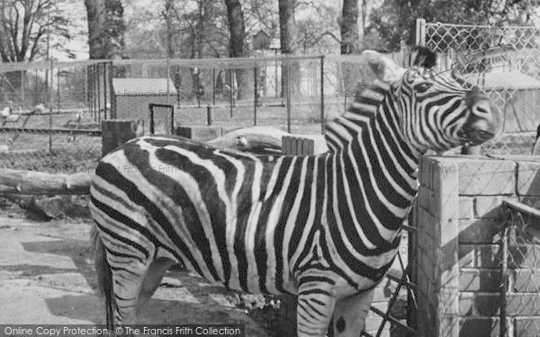 Photo of Chessington, Zoo, Zebra c.1955