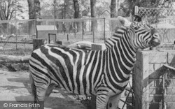 Zoo, Zebra c.1955, Chessington