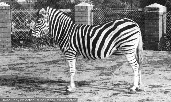 Photo of Chessington, Zoo, Zebra c.1960