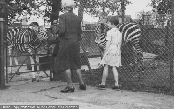Photo of Chessington, Zoo, Zebras c.1952