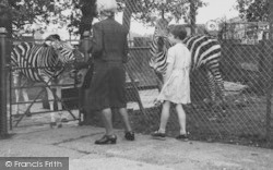 Zoo, Zebras c.1952, Chessington