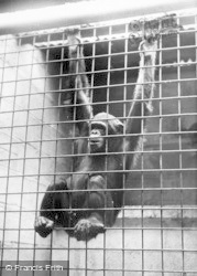 A Baby Chimpanzee c.1955, Chester Zoo